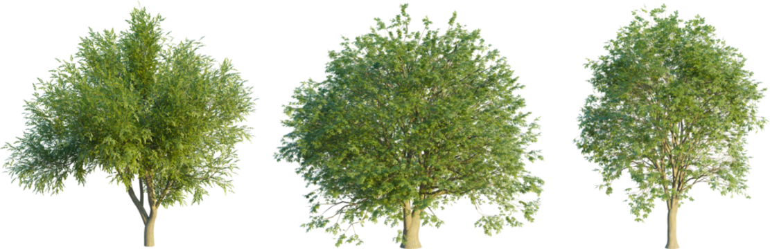 Quercus agrifolia tree 4k png cutout