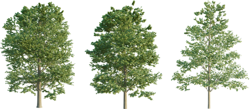 Tilia europaea tree 4k png cutout png