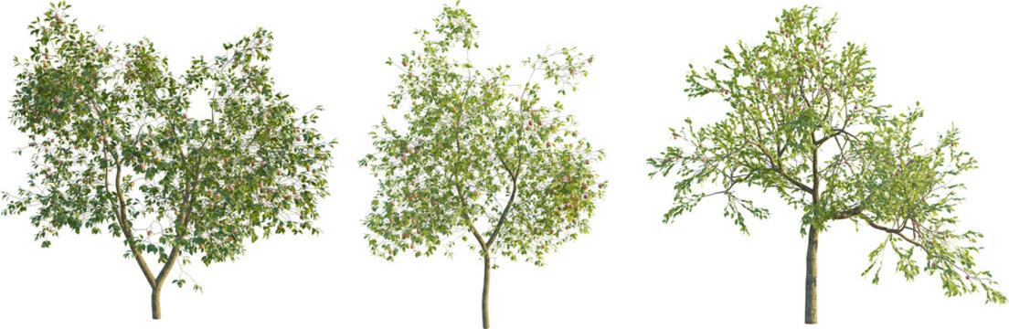  Malus domestica tree 4k png cutout