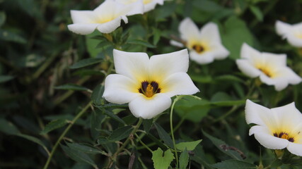 white and yellow flowers