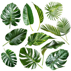 Transparent Tropical Foliage and Shrub