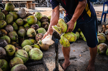 Coconut farmers are peeling old coconuts with long pointed spears to make coconut milk.