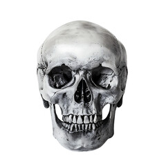 Obraz premium Whole Skull with Clear Background