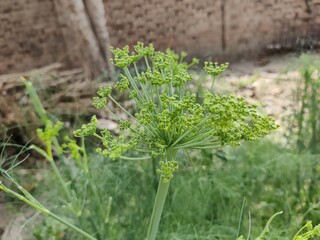 A close-up of a fennel plant's green, blossoming umbels against a soft-focus background - obrazy, fototapety, plakaty