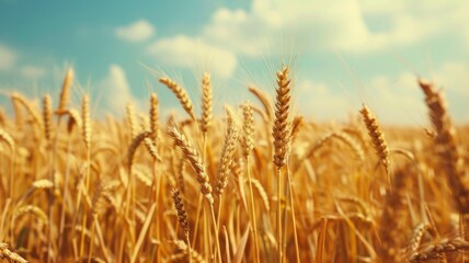 Fototapeta premium A picturesque golden wheat field basking in the warmth of a sunny day, creating a serene rural landscape.