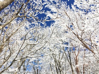 晴れた日の樹氷、霧氷の景色