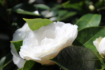 Blooming white camellia in winter sunshine