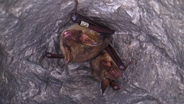 Close up strange animal Greater mouse-eared bat pair Myotis myotis leaving the hole of hibernation in the mine just after hibernation. Wildlife photography.