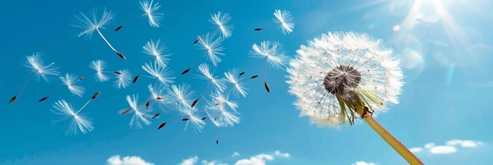 Fotobehang Dandelion seed drifting gracefully in the wind with ample room for text placement © Ilja