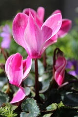 Side view of blooming bright pink cyclamen flowers
