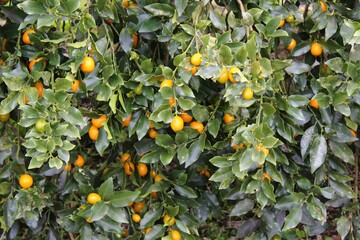 Kinkans, Kumquat fruits on the tree