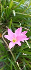 pink flower