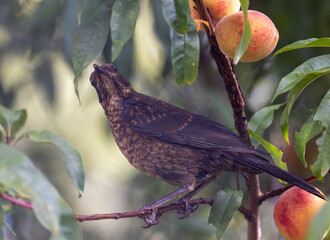 Juvenile blackbird on a branch in a peach tree in fruit, Autumn