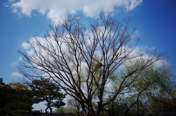 Changgyeonggung Palace in Spring, Spring in Seoul, traditional places in Seoul