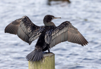 Little black shag/ cormorant perched with wings spread, water in the background