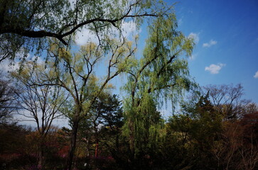Changgyeonggung Palace in Spring, Spring in Seoul, traditional places in Seoul