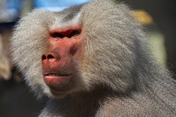 Close up of a baboon face