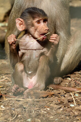 Baby macaque Monkey in animal shelter