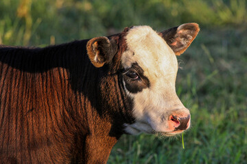 black baldy calf