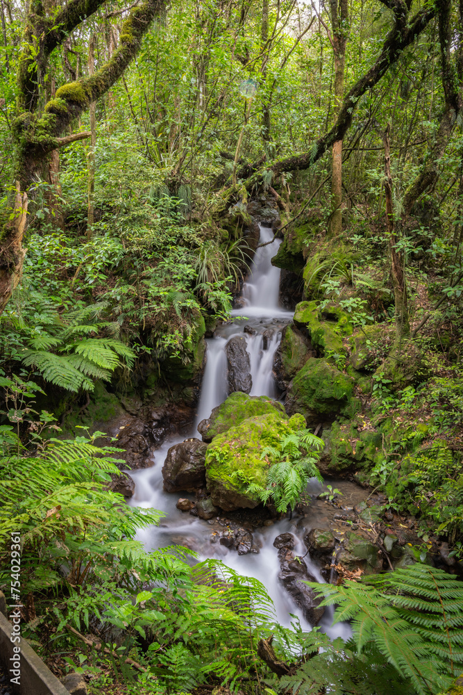 Canvas Prints Waterfall flowing through wilderness