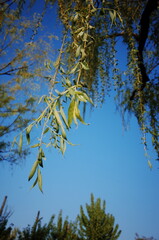 Korean style park, Seoul garden, Seoul spring Han River