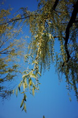 Korean style park, Seoul garden, Seoul spring Han River