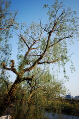 Korean style park, Seoul garden, Seoul spring Han River