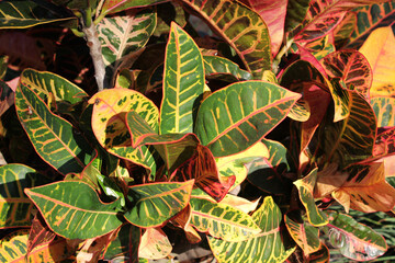 Close up of green, red and yellow leaves on a Croton plant in a tropical garden © Tammy Walker