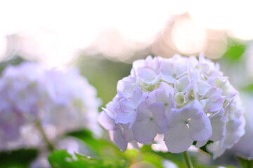 Hortensia flower, hydrangea flower, background.
