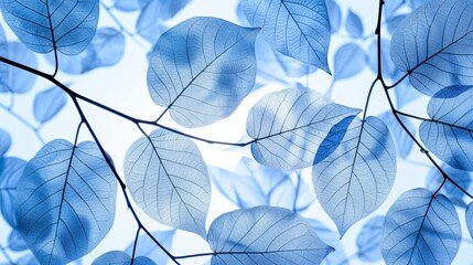 Blue tree leaf skeleton texture background with shining rays filtering through branches and veins