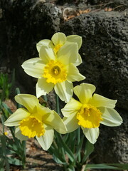 Obraz premium 한국의 꽃.