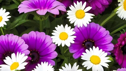 Zelfklevend Fotobehang purple and white daisies © adop