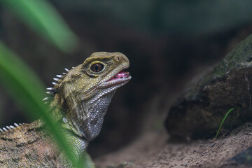 Tuatara lizard