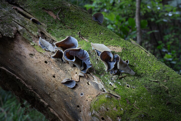 Wood ear fungi on old moss covered log.