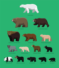 Bear Sizes Side Comparisons Chart Cartoon Vector Illustration