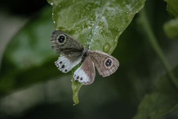 butterfly on leaf