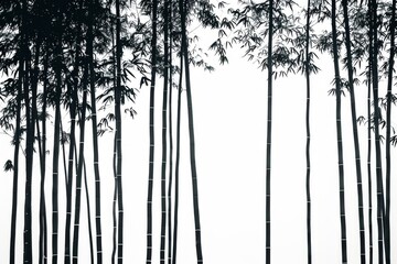 peaceful grove of bamboo is reduced to elegant silhouettes against a stark white backdrop