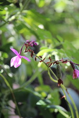 Spathoglottis plicata or purple soil Orchid flower with blurry background