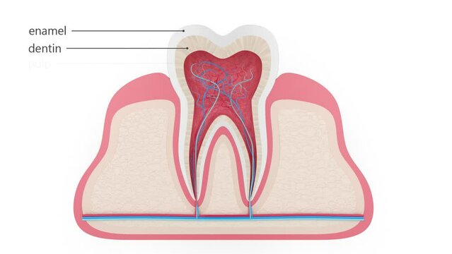 Tooth cross section infographic isolated over white background