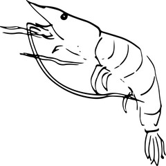 Shrimp Sketch