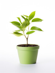 Young green plant with leaves growing in pot isolated on white background created with Generative AI Technology