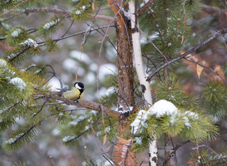 a tit on a pine branch in the winter forest in Noyabrsk in the cold