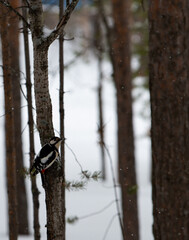 a woodpecker on a pine branch in a park in Noyabrsk in winter