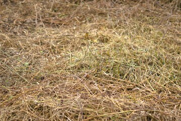 A field full of dry grass, a natural background