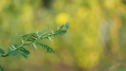 Porlieria microphylla, one of the plants with sharp thorns that is beneficial for health by boiling the leaves