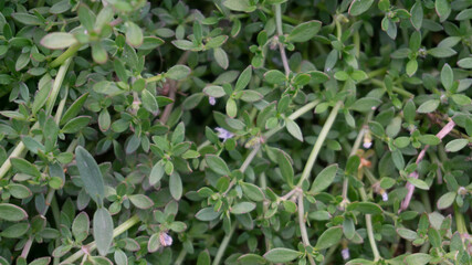 Satureja montana, commonly known as winter savory, is depicted in this vibrant photograph. This perennial herb is renowned for its culinary and medicinal uses