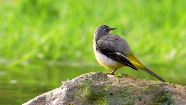 Gray wagtail preening close-up on a rock with sound