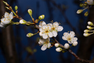 plum flower