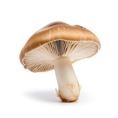 Fresh single raw brown white mushroom isolated on white background created with Generative AI Technology