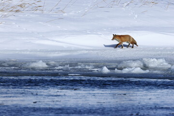 Ezo Red Fox in snow, Lake Tofutsu in Hokkaido, Japan